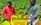 Two people harvesting green peppers in a field surrounded by lush greenery and fertile plants.