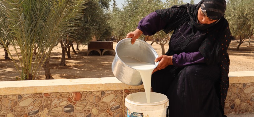 A woman processes milk so it can be better preserved. 