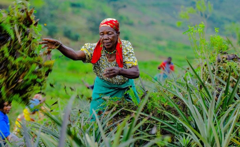 A farmer's wife throws plant remains onto a field.