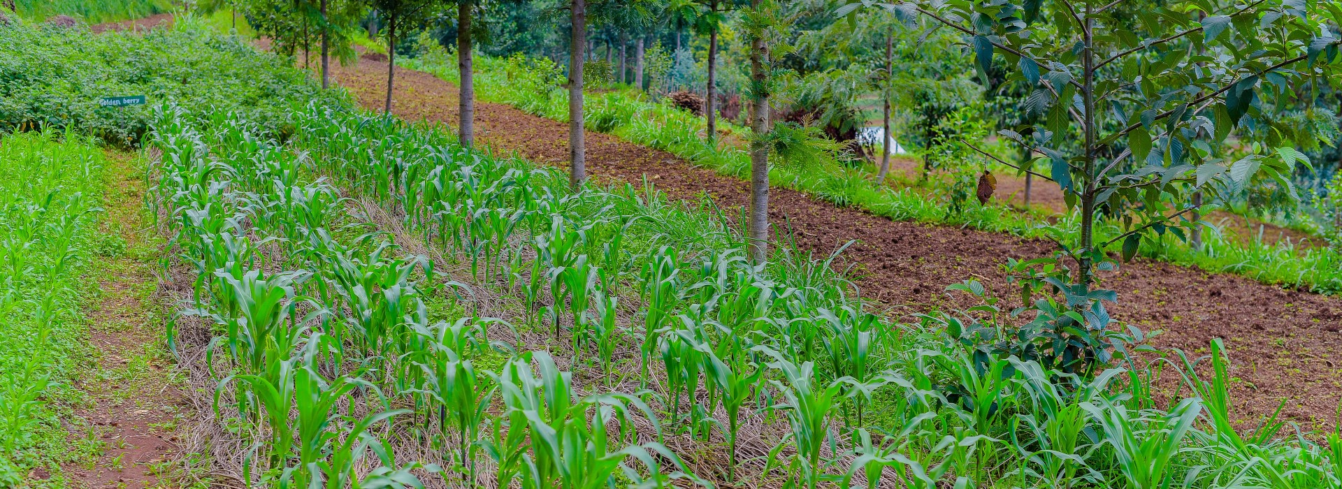 Plants stand in a field lined with trees.