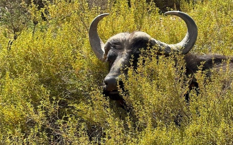 A buffalo stands in bushy vegetation.