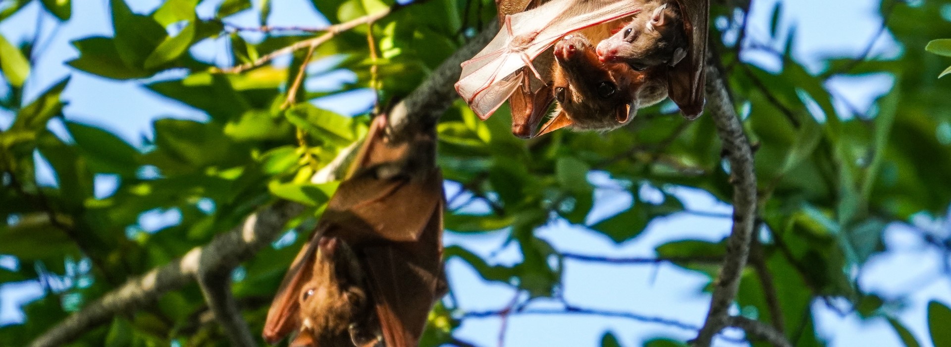 Three fruit bats hanging in a tree.