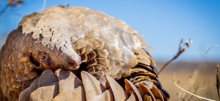 A Pangolin