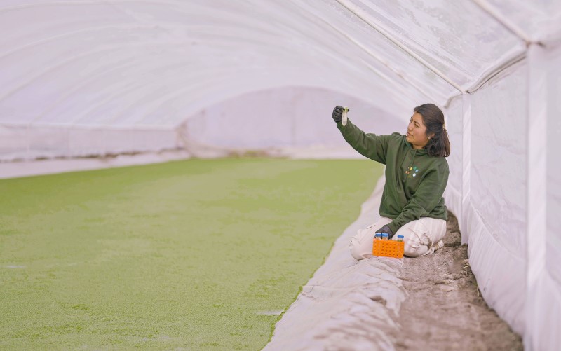 Duckweed grows in the pool, a woman kneels next to it with a sample ampoule in her hand.