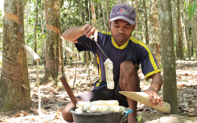 Farmer Tugiman harvests natural rubber.