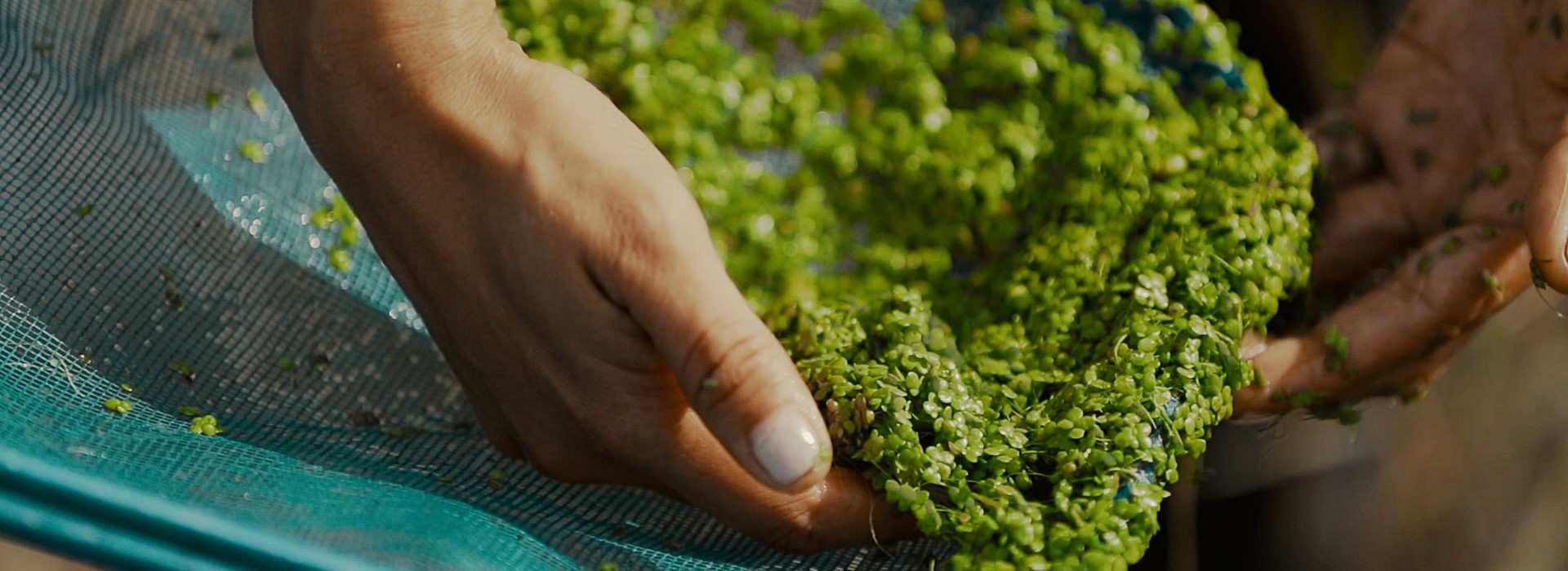 A handful of duckweed.