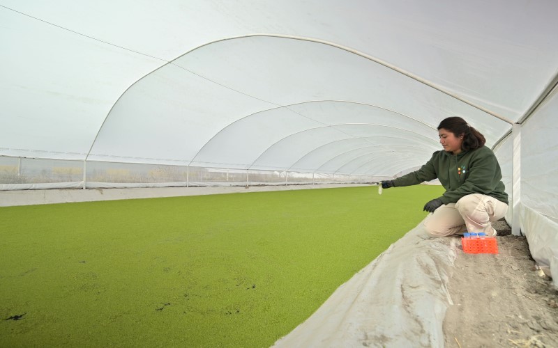 Duckweed grows in the pool, a woman kneels next to it with a sample ampoule in her hand.