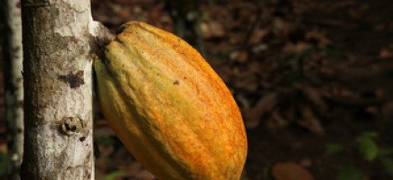 A cocoa pod hanging from a tree.