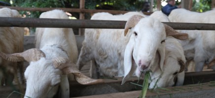 Goats eating grass in an enclosure.