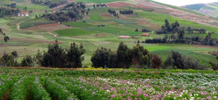 A field of potatoes in flower in undulating countryside.