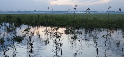 A lake with small trees in the water.