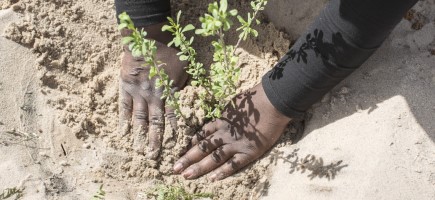 Hands plant a tree.