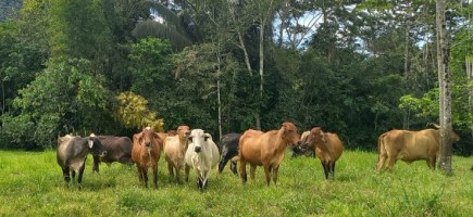 Cattle stand on a green pasture in front of a forest.