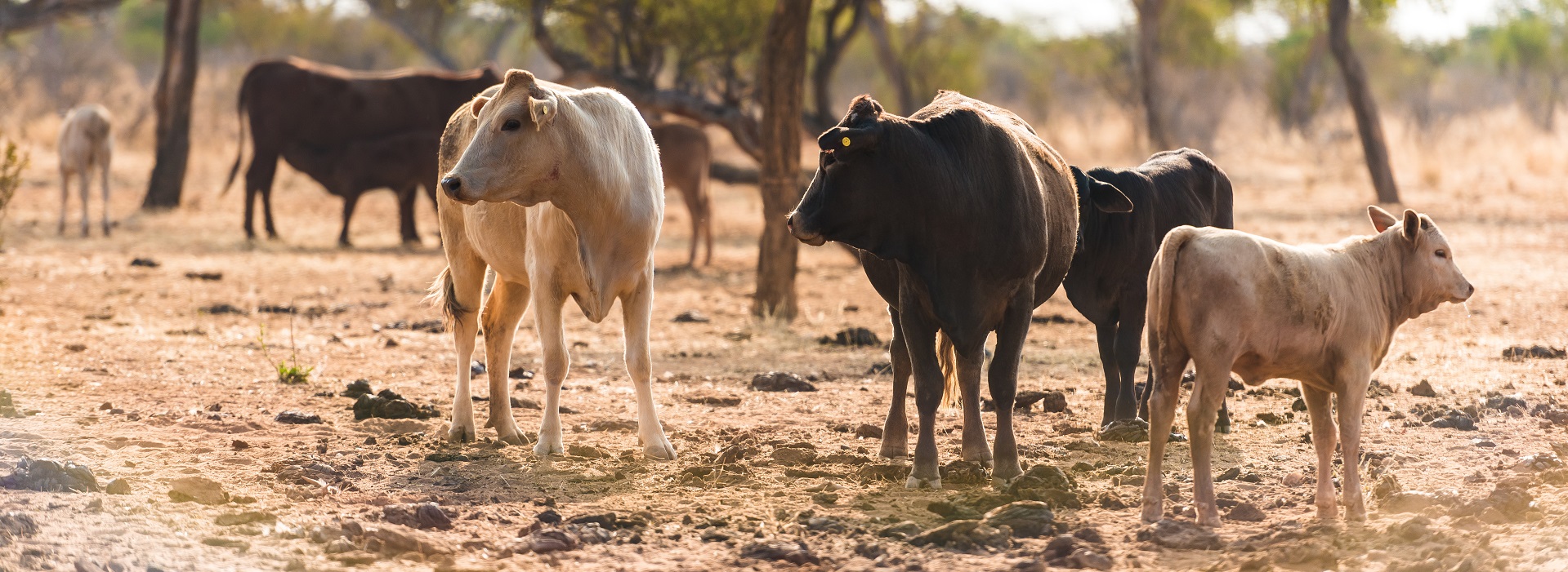 Namibia Bush Waste Boosts The Economy